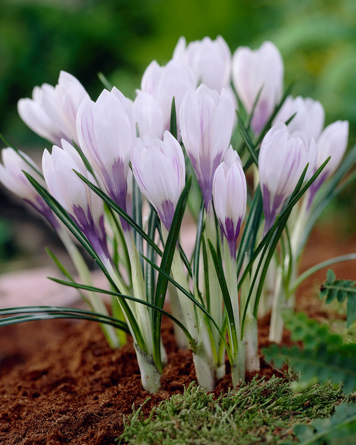 Crocus 'Silver Coral' - Image 2