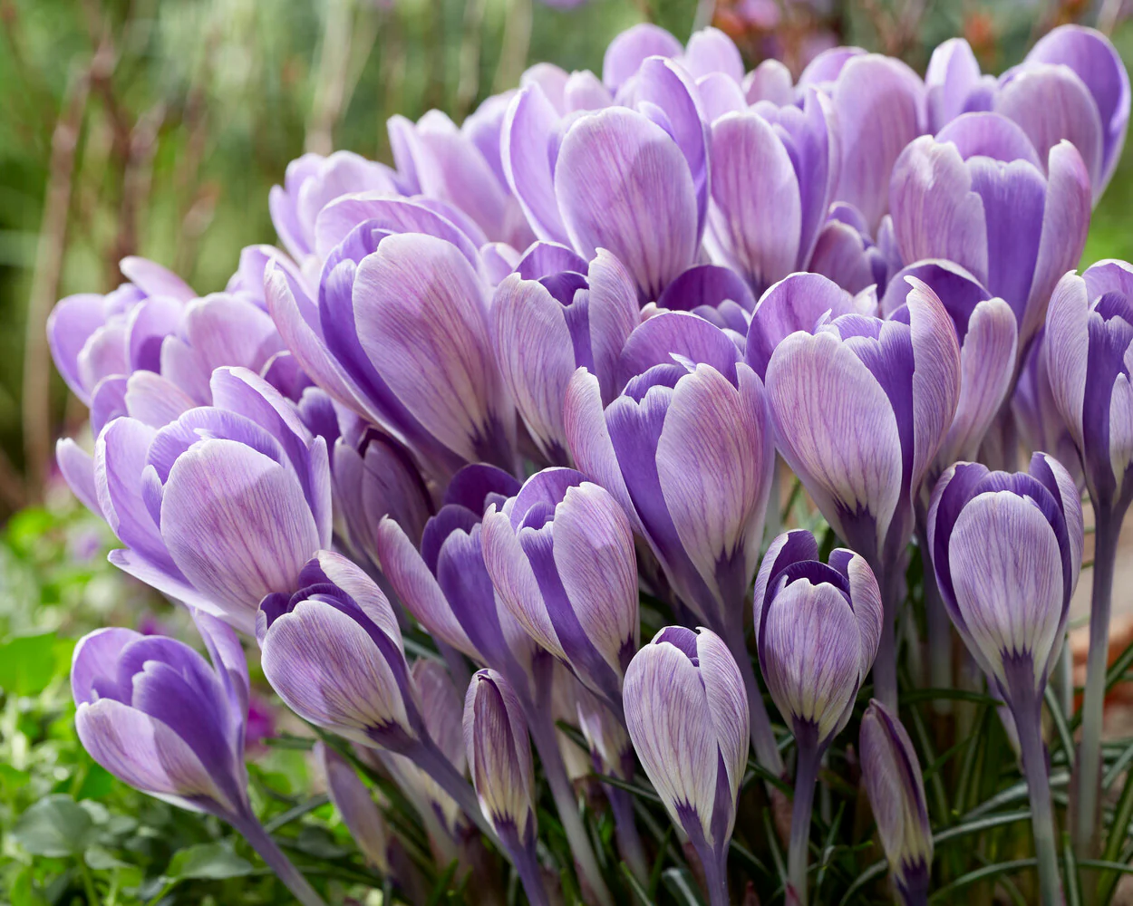 Crocus 'Striped Bird' - Image 2
