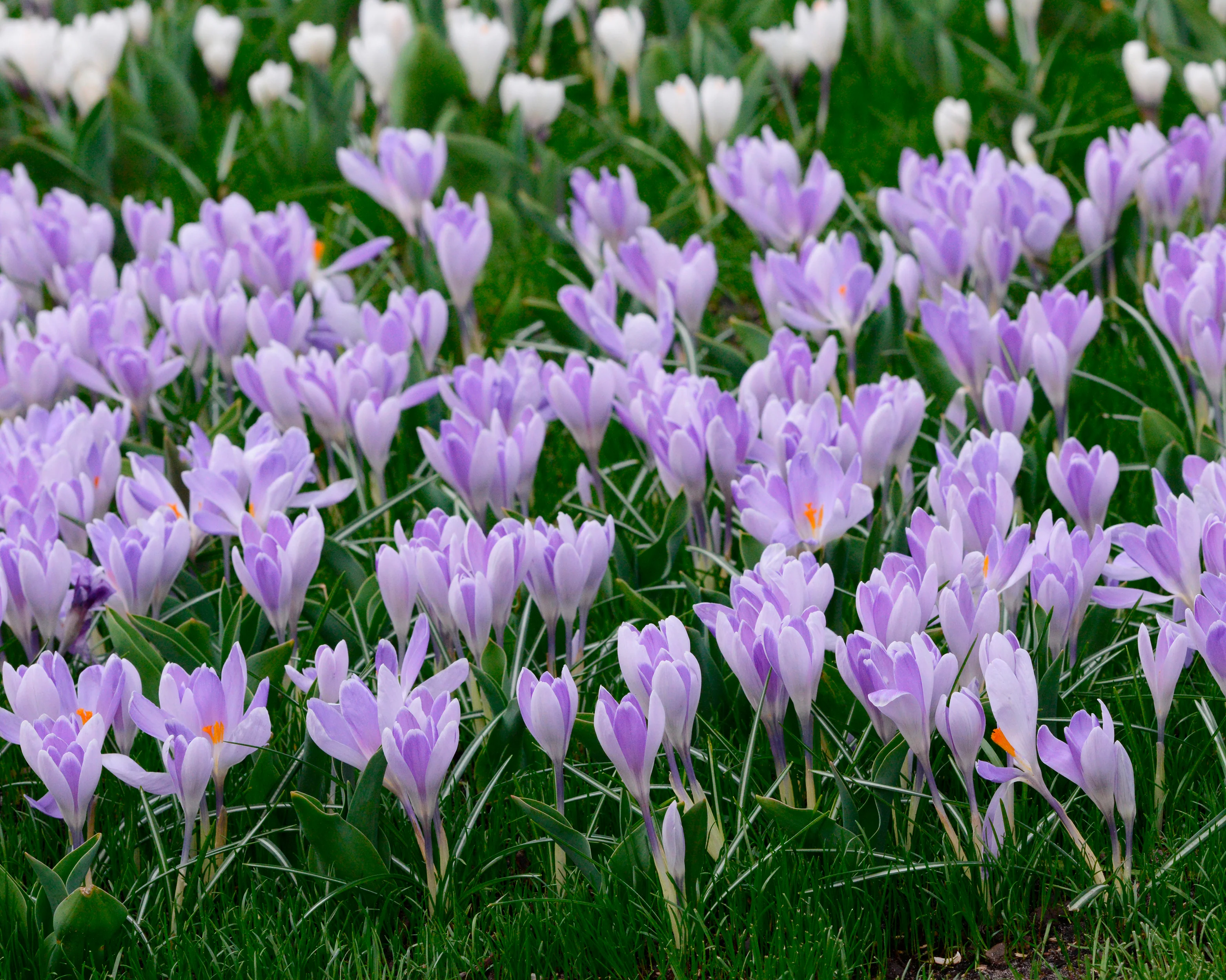 Crocus 'Vanguard' - Image 2