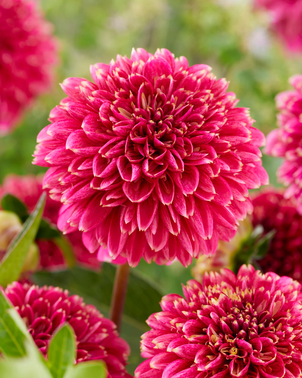 Dahlia 'Alyshia' - Image 2