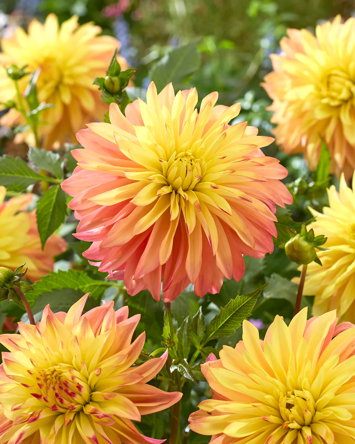 Dahlia 'Blushing Lady'