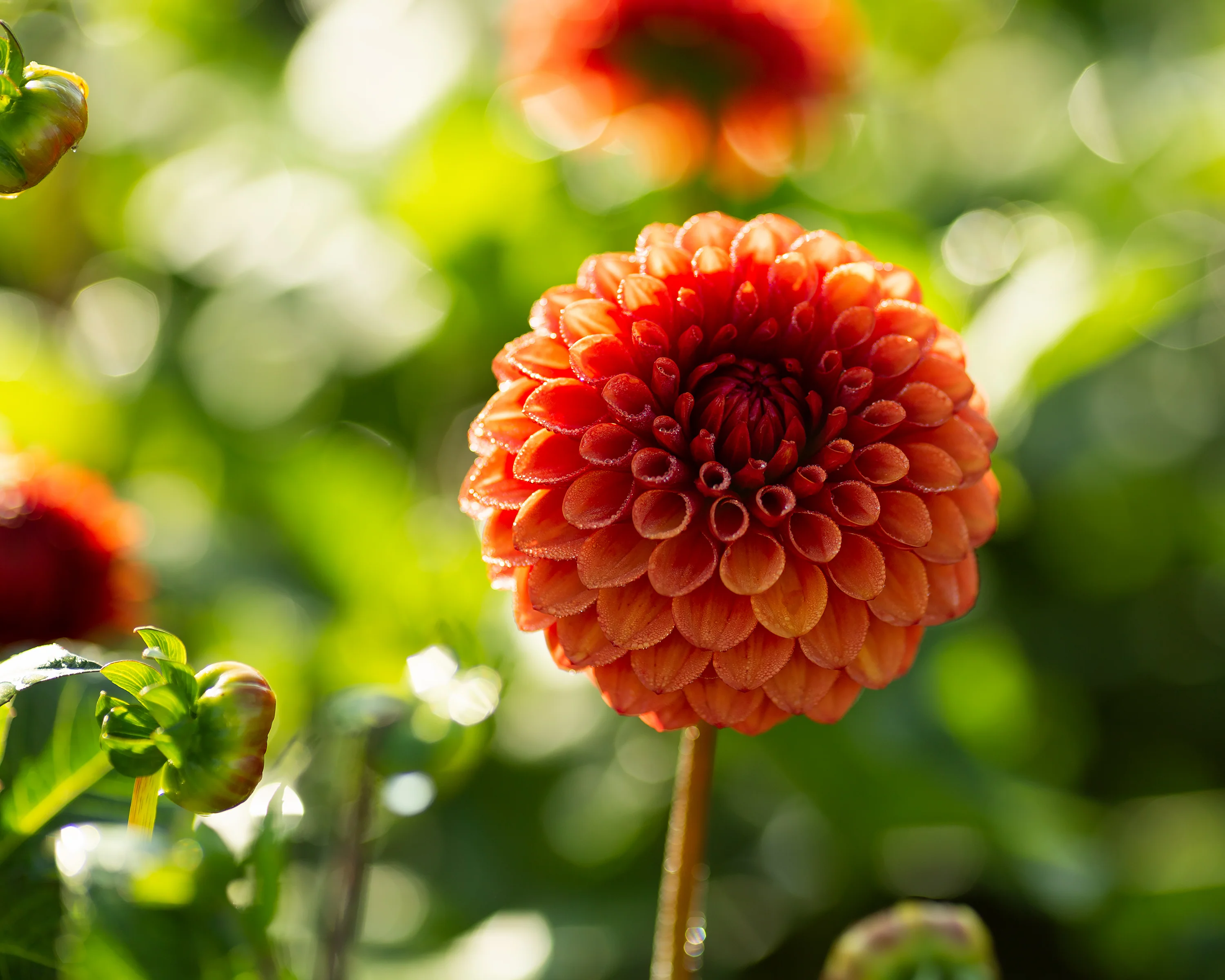 Dahlia 'Brown Sugar' - Image 2