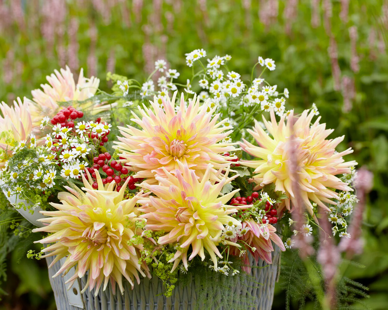 Dahlia 'Cabana Banana' - Image 2