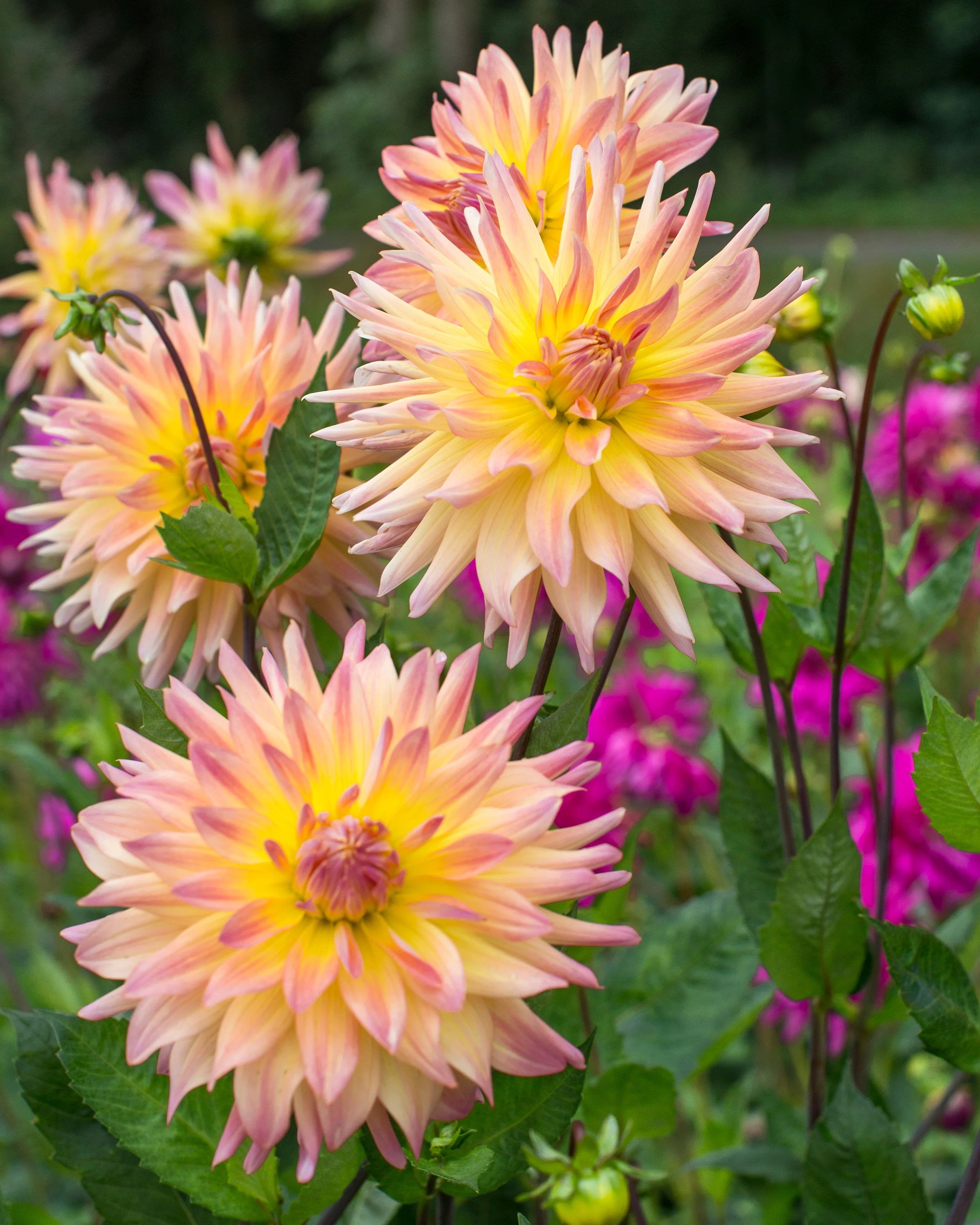 Dahlia 'Cabana Banana' - Image 6
