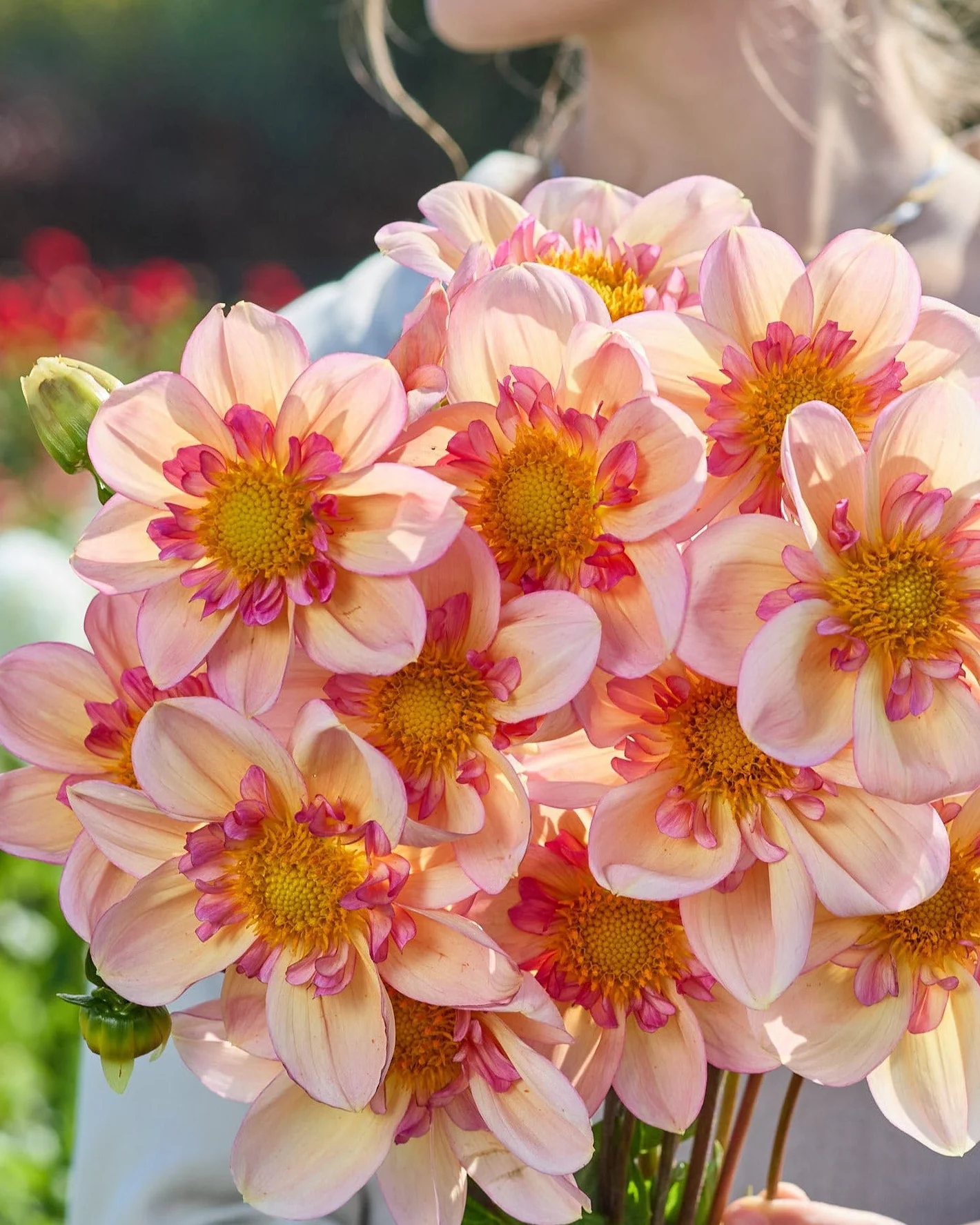 Dahlia 'Campus Nature Métier'