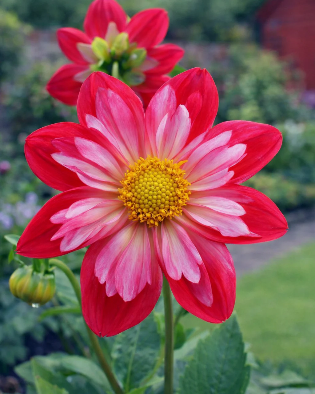 Dahlia 'Cherry Star'