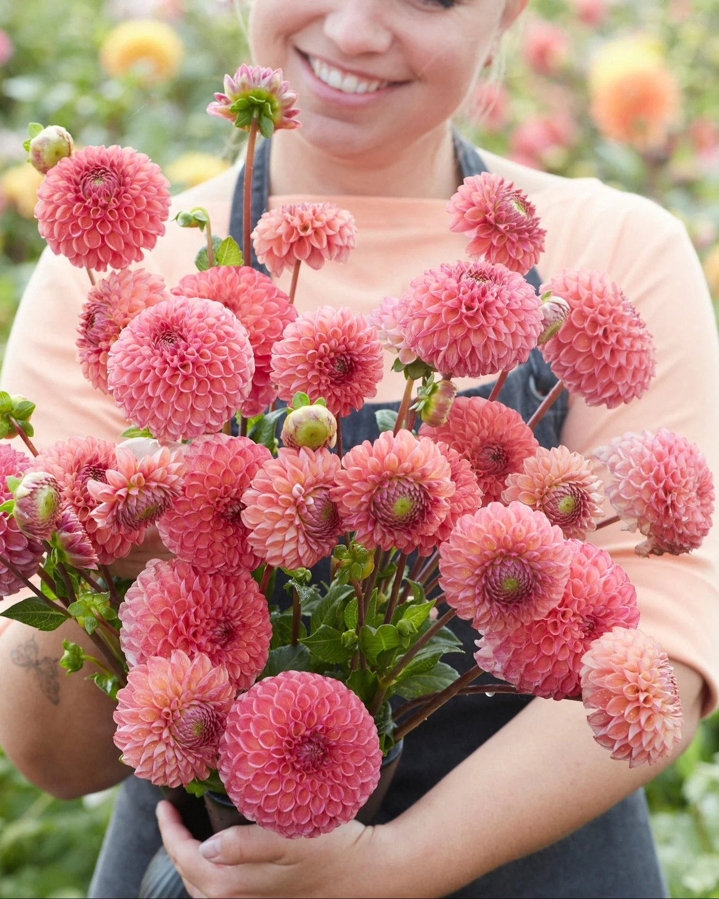 Dahlia 'Hapet Coppery'