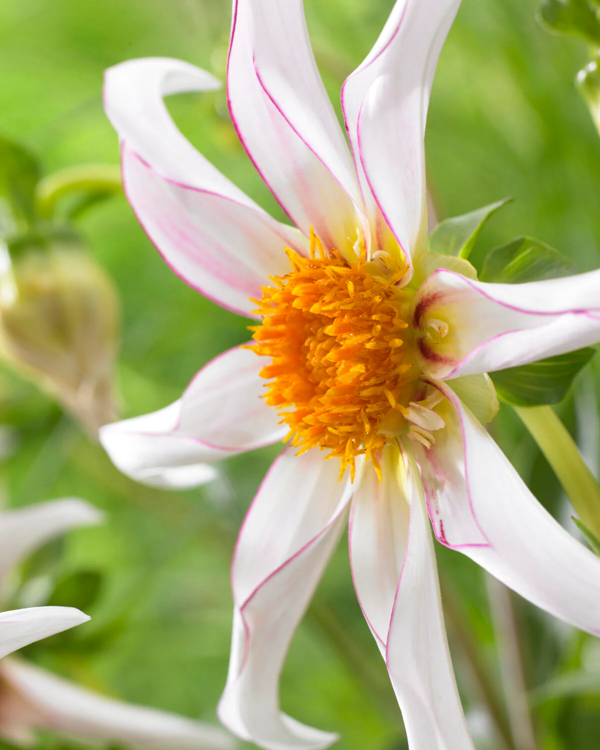 Dahlia 'Honka Fragile' - Image 2