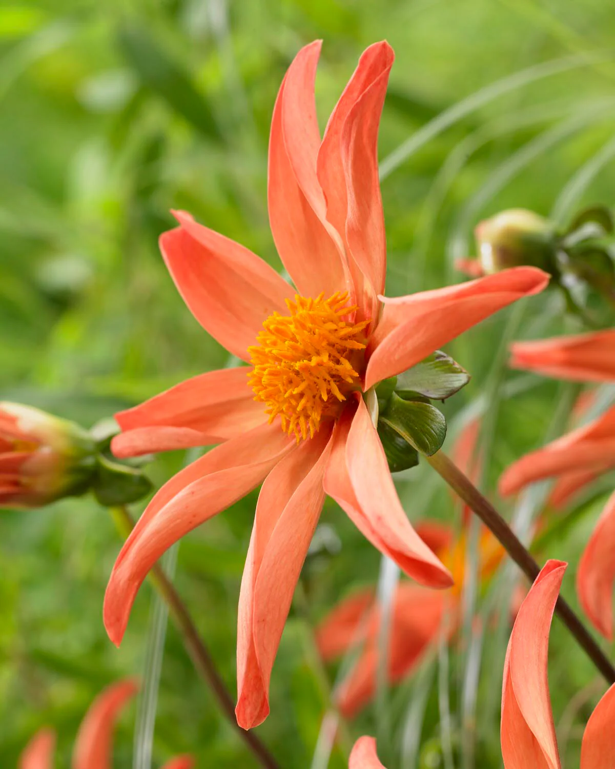 Dahlia 'Honka Peach' - Image 2