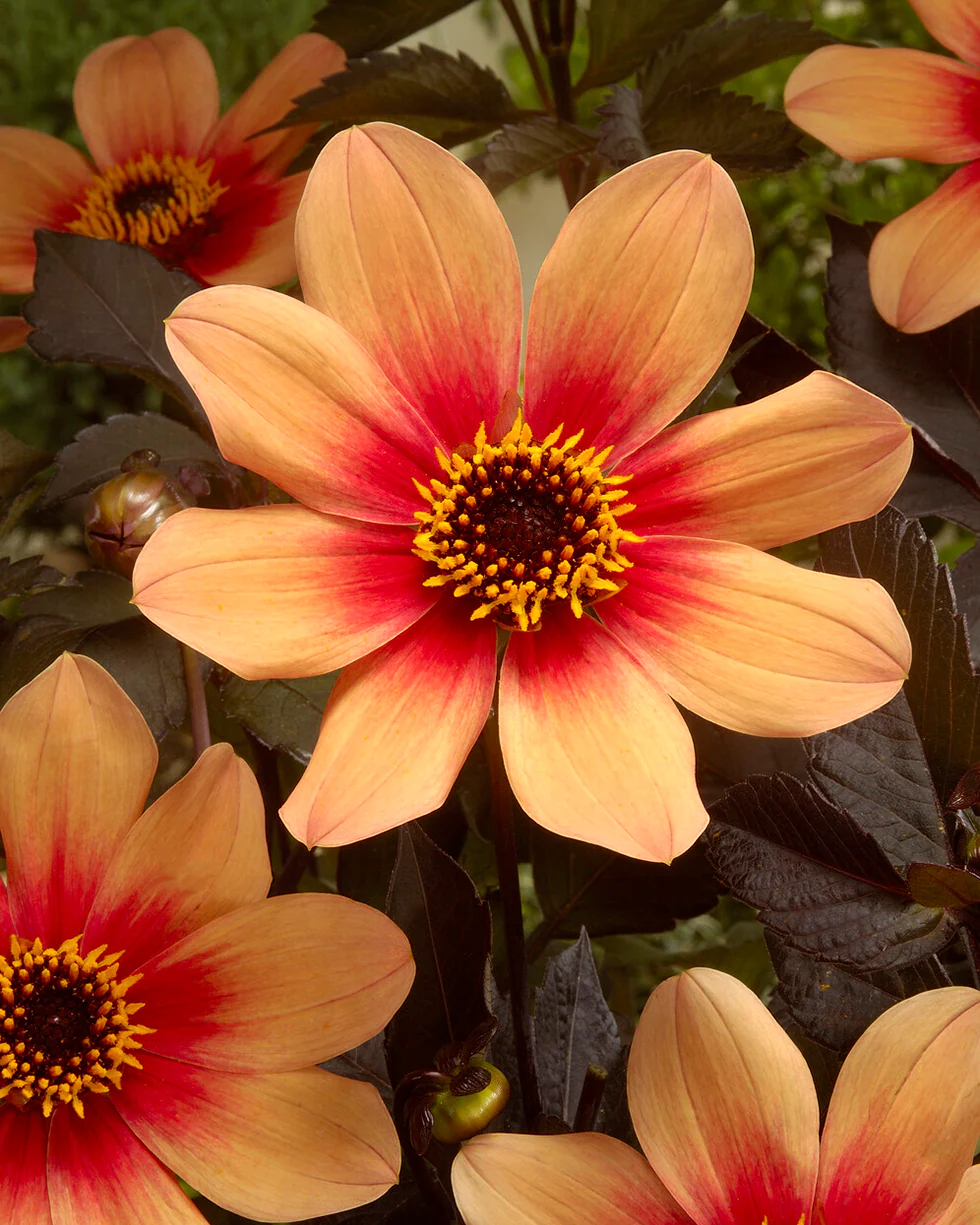 Dahlia 'HS Date'