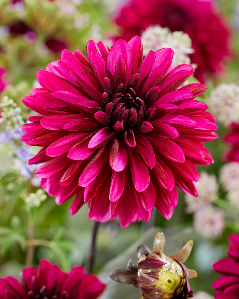 Dahlia 'Jennifer Mary Ellen'
