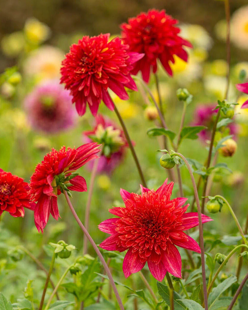 Dahlia 'Jive'