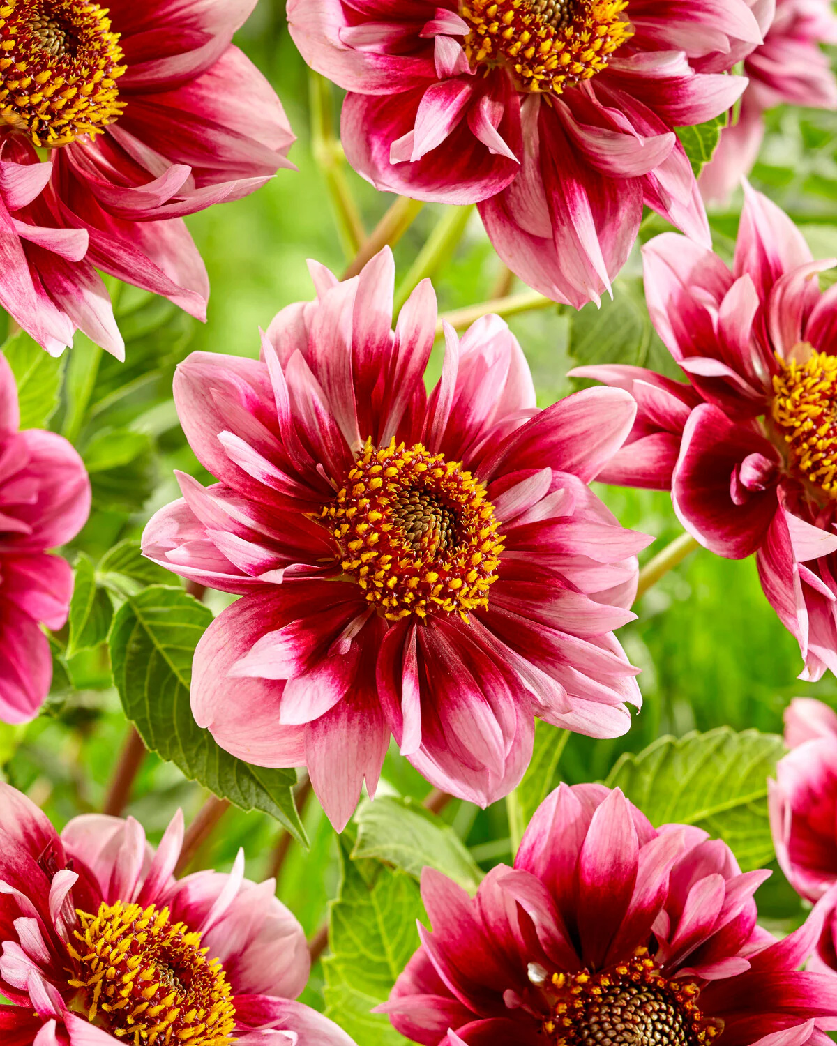 Dahlia 'Liquid Desire' - Image 2
