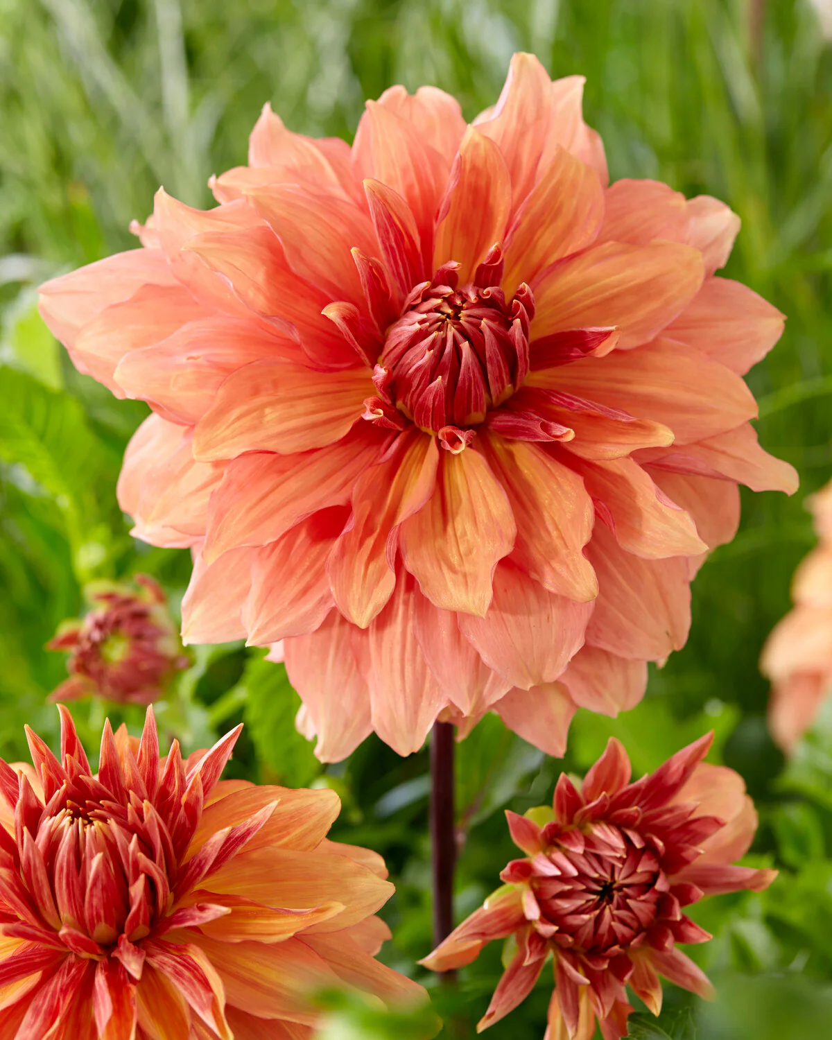 Dahlia 'Mango Madness' - Image 2