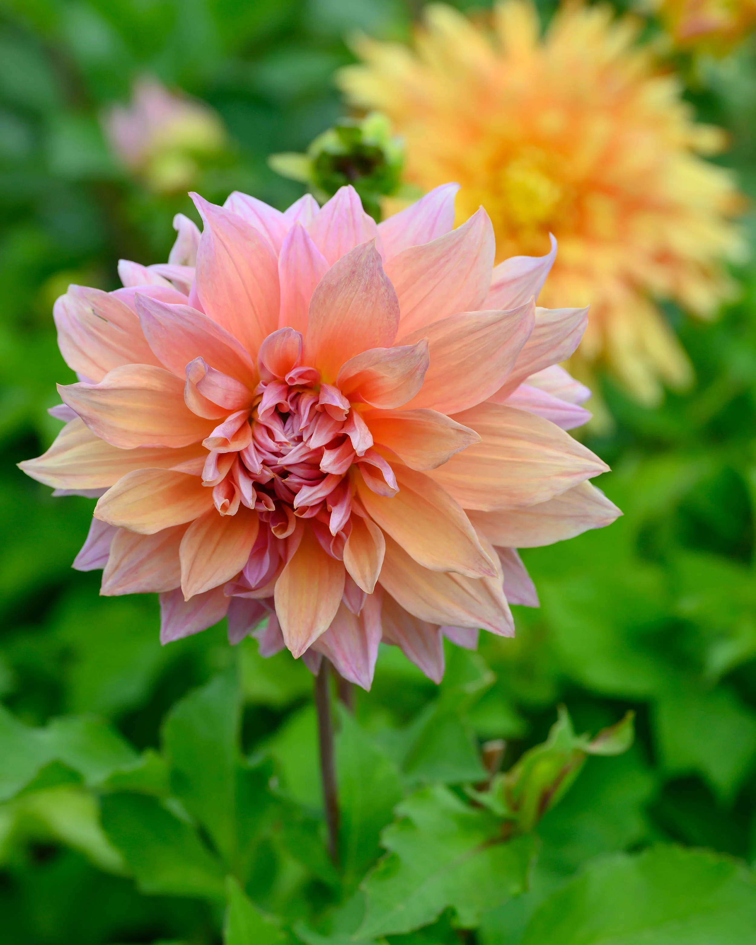 Dahlia 'Mango Madness' - Image 3