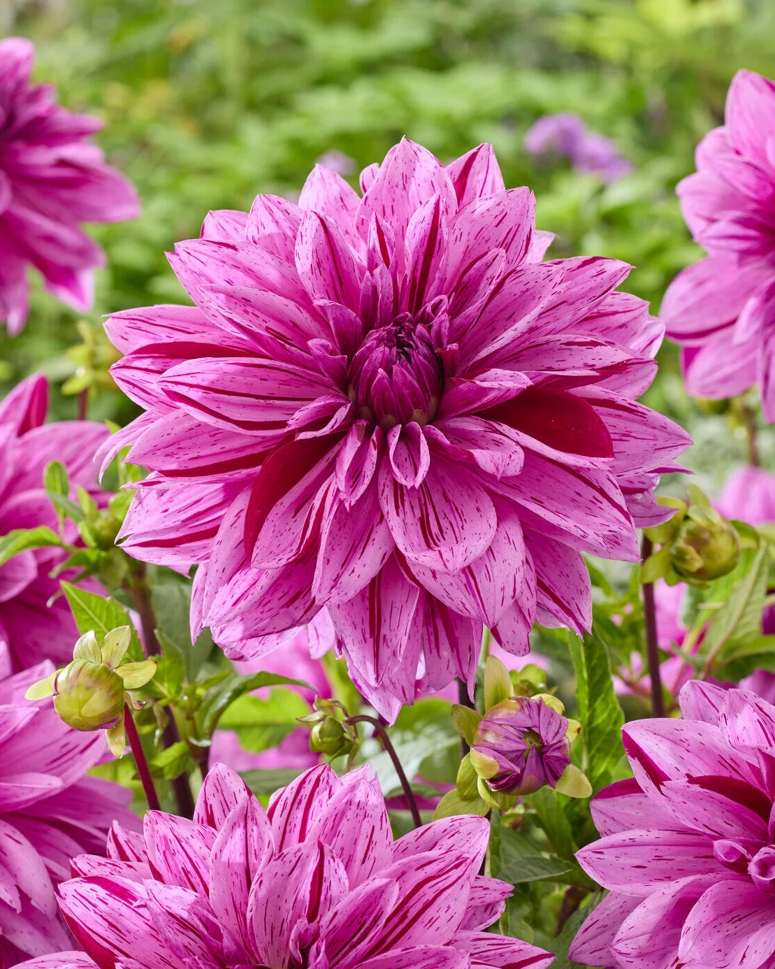 Dahlia 'Nikola Tesla'