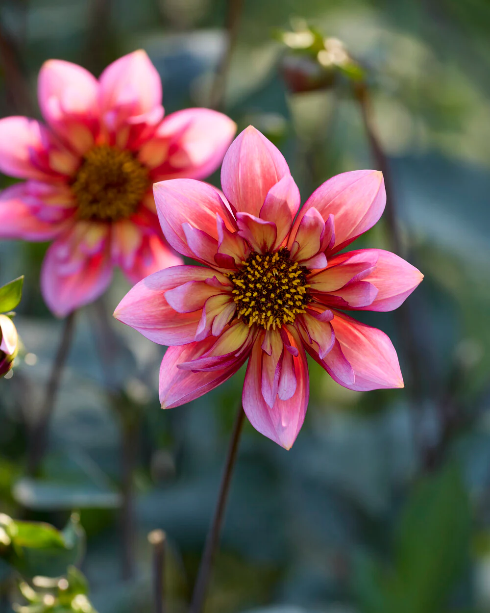 Dahlia 'Princess Nadine' - Image 2