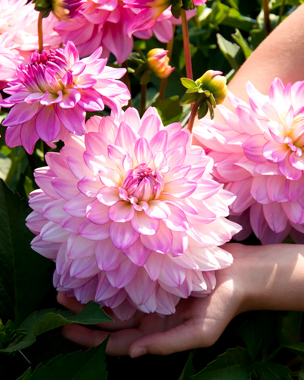 Dahlia 'Sincerity'