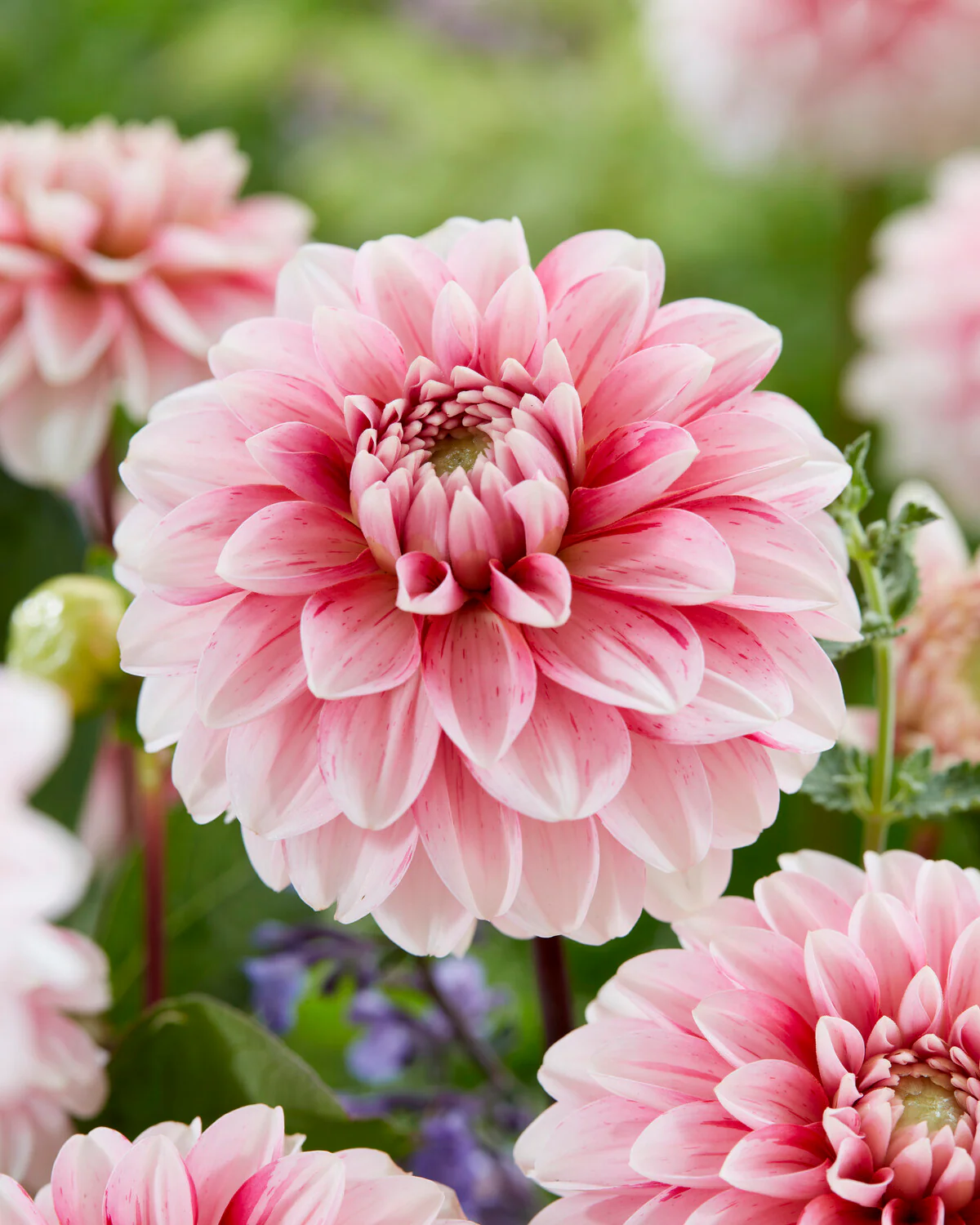 Dahlia 'Strawberry Cream'