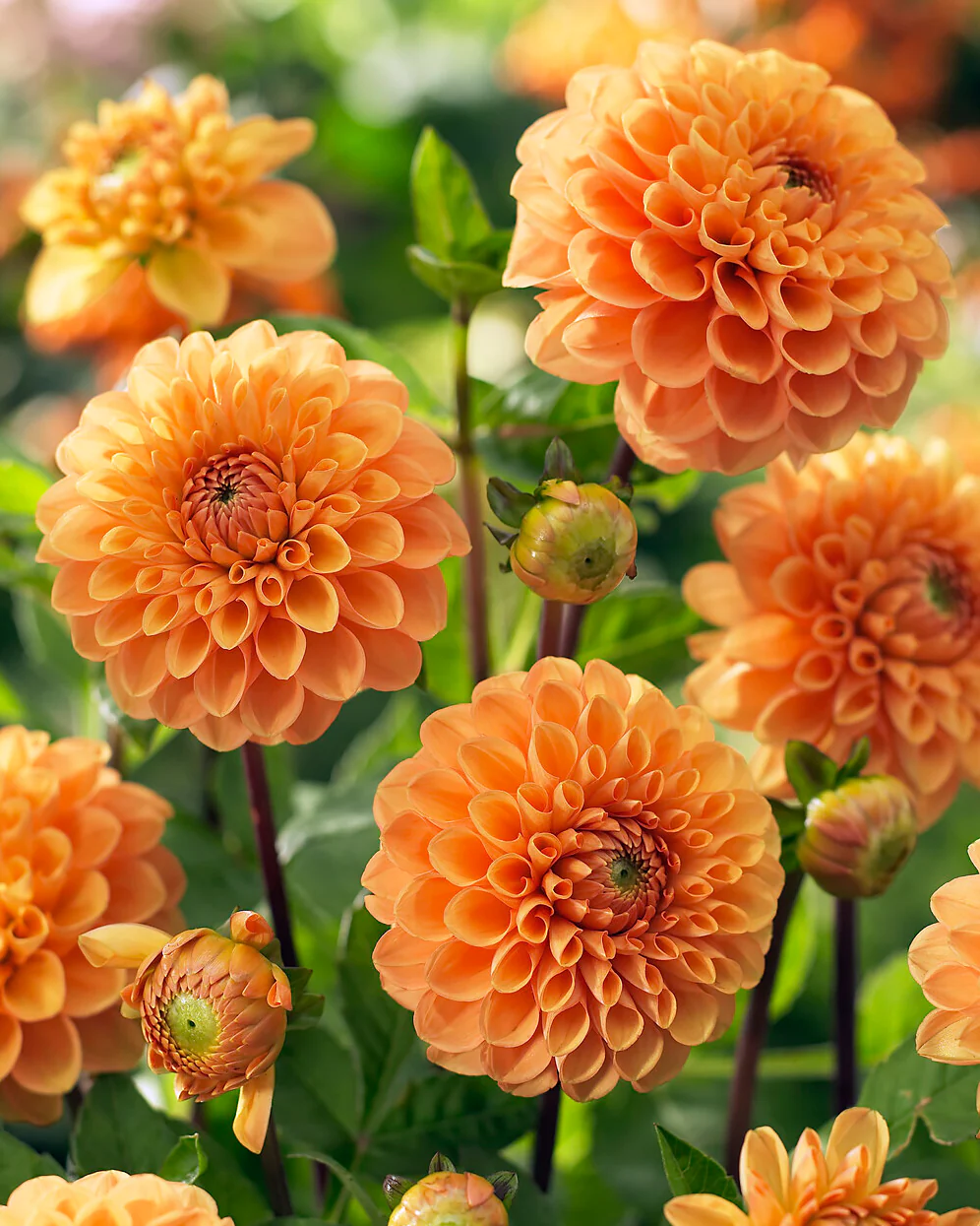 Dahlia 'Sylvia'