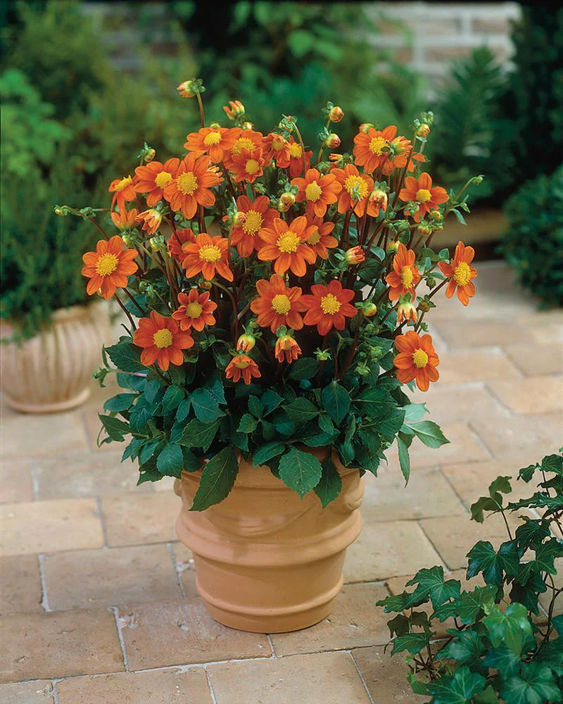 Dahlia 'Topmix Orange'