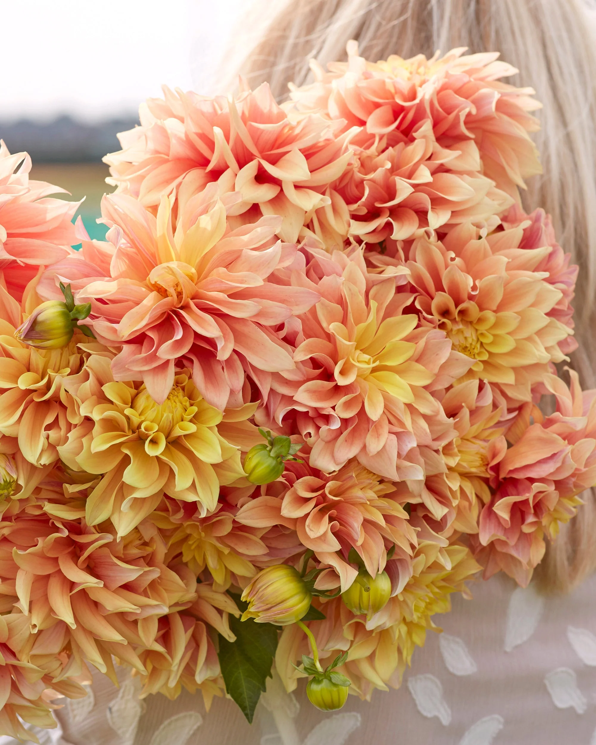 Dahlia 'Tyrell'