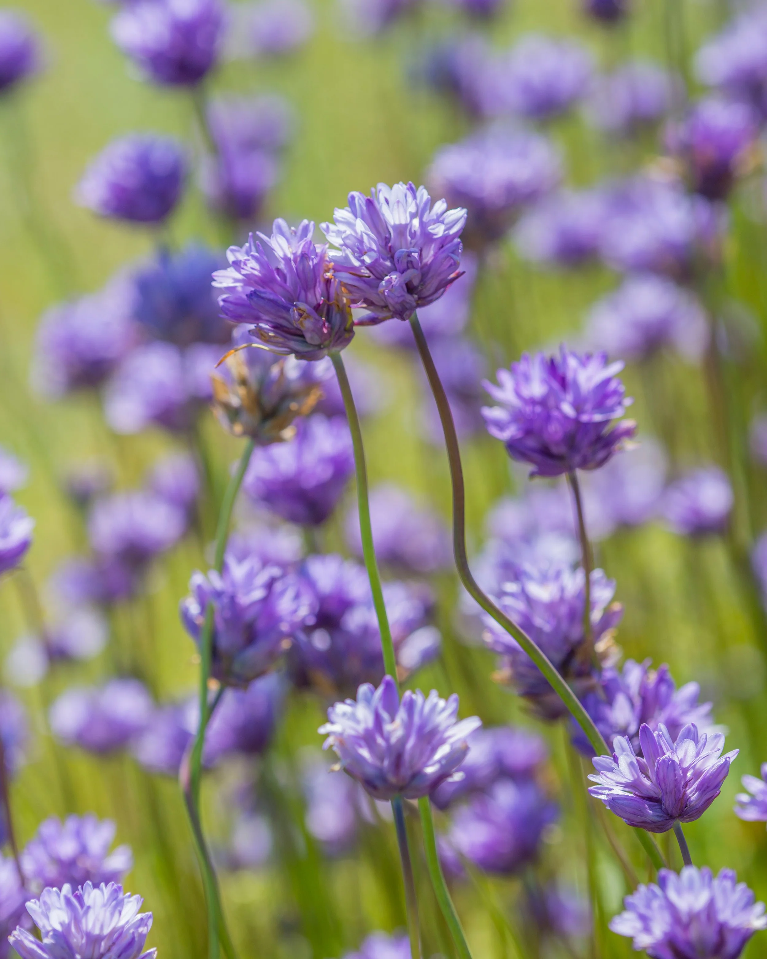 Dichelostemma congestum - Image 5