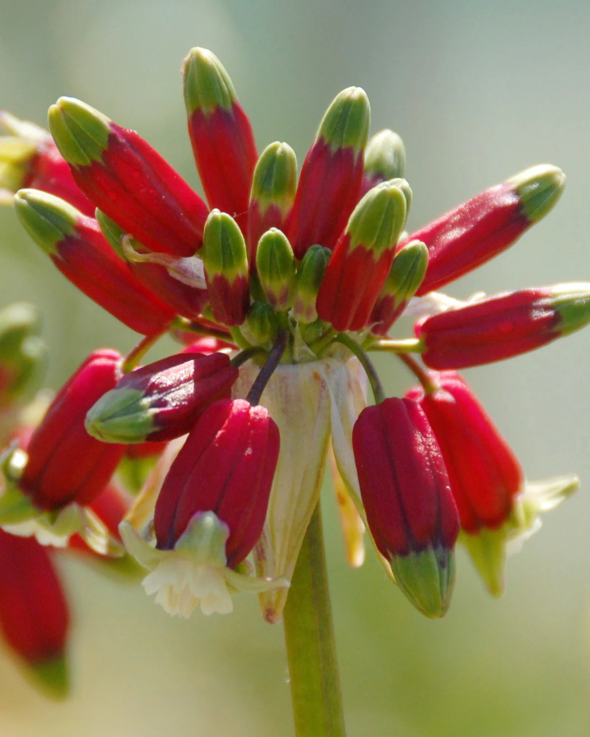 Dichelostemma ida-maia