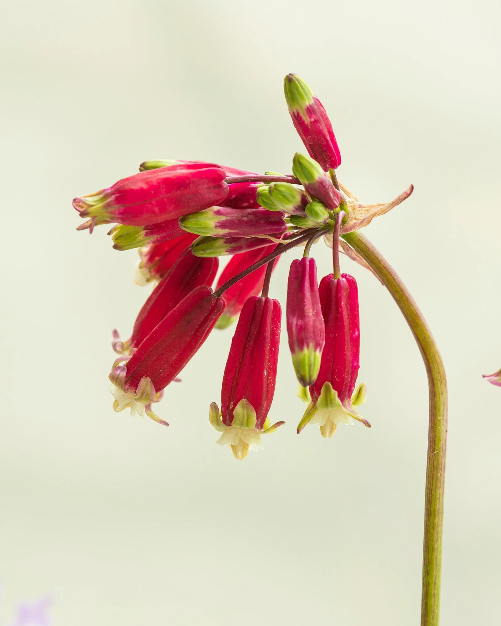 Dichelostemma ida-maia - Image 3