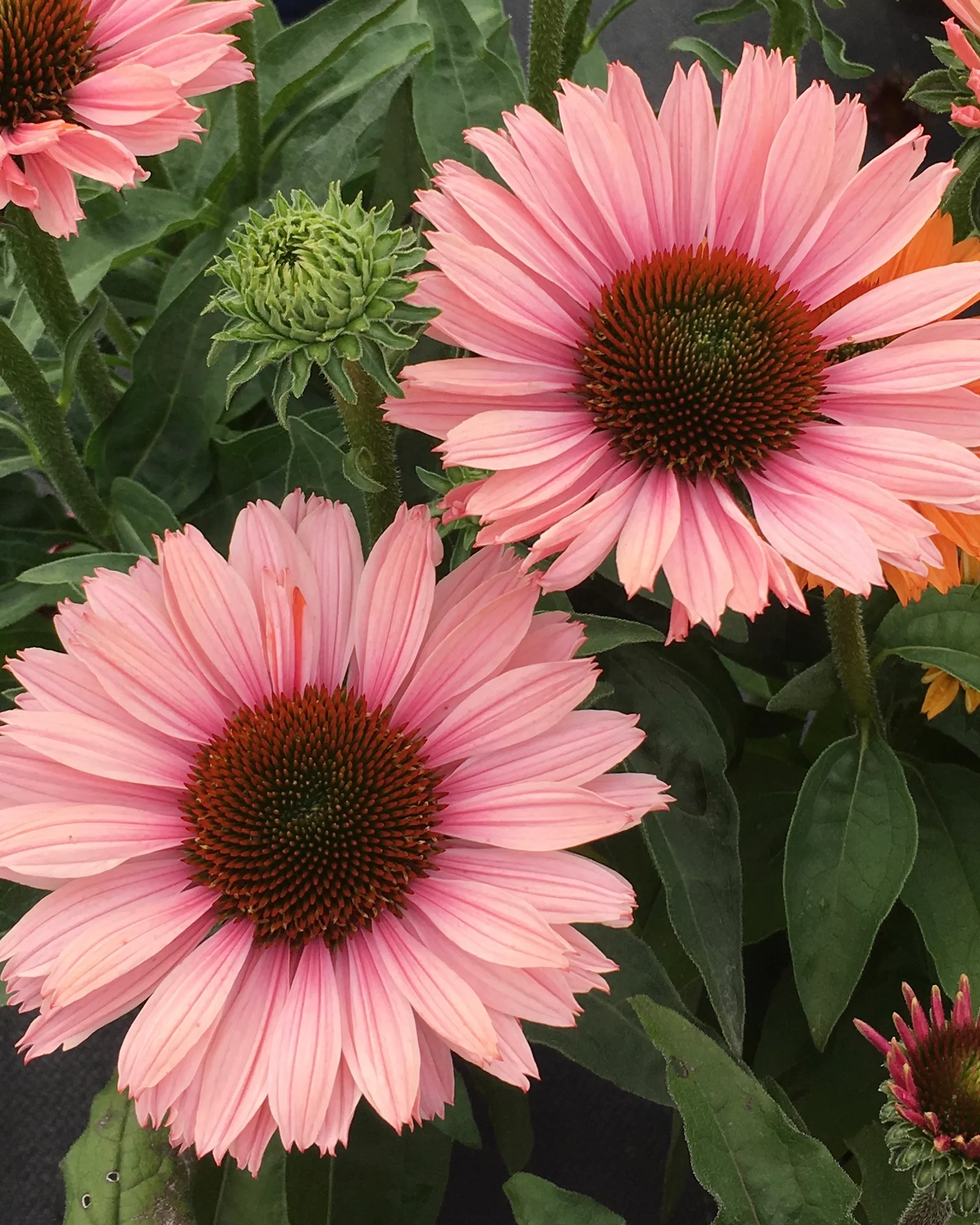 Echinacea 'Sunseekers Salmon'