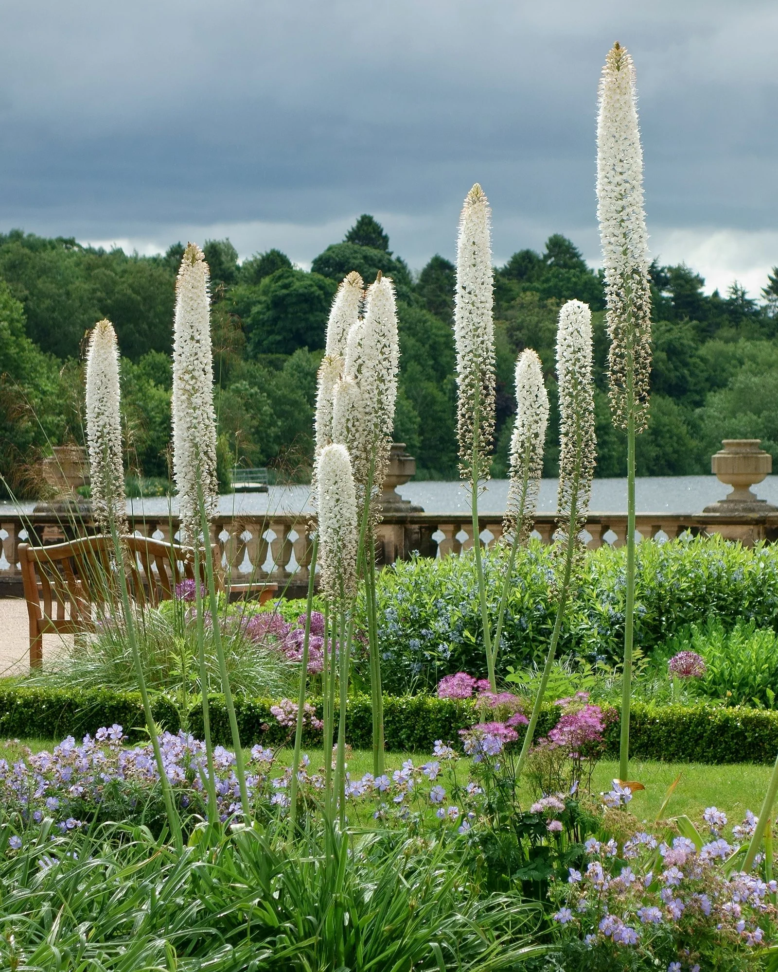Eremurus himalaicus
