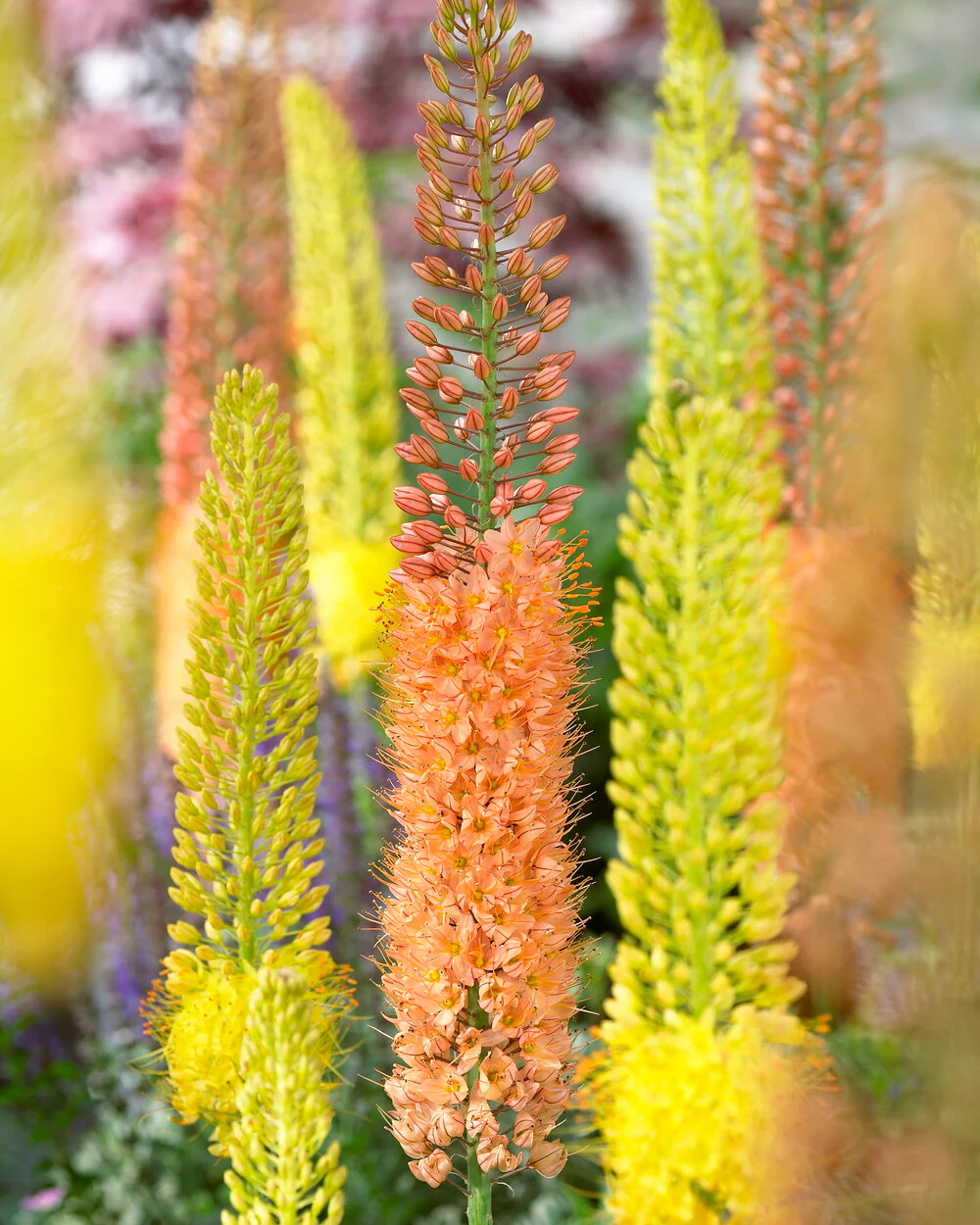 Eremurus 'Ruiter Hybrid Mix' - Image 2