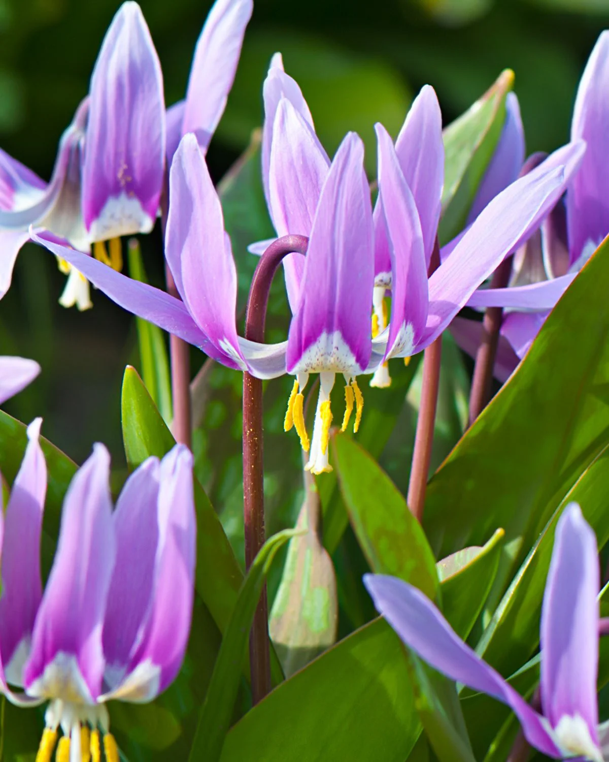 Erythronium 'Lilac Wonder'