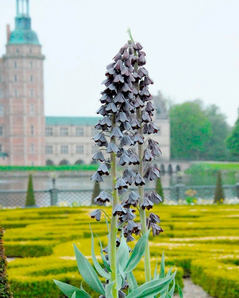 Fritillaria 'Twin Towers Tribute' - Image 2
