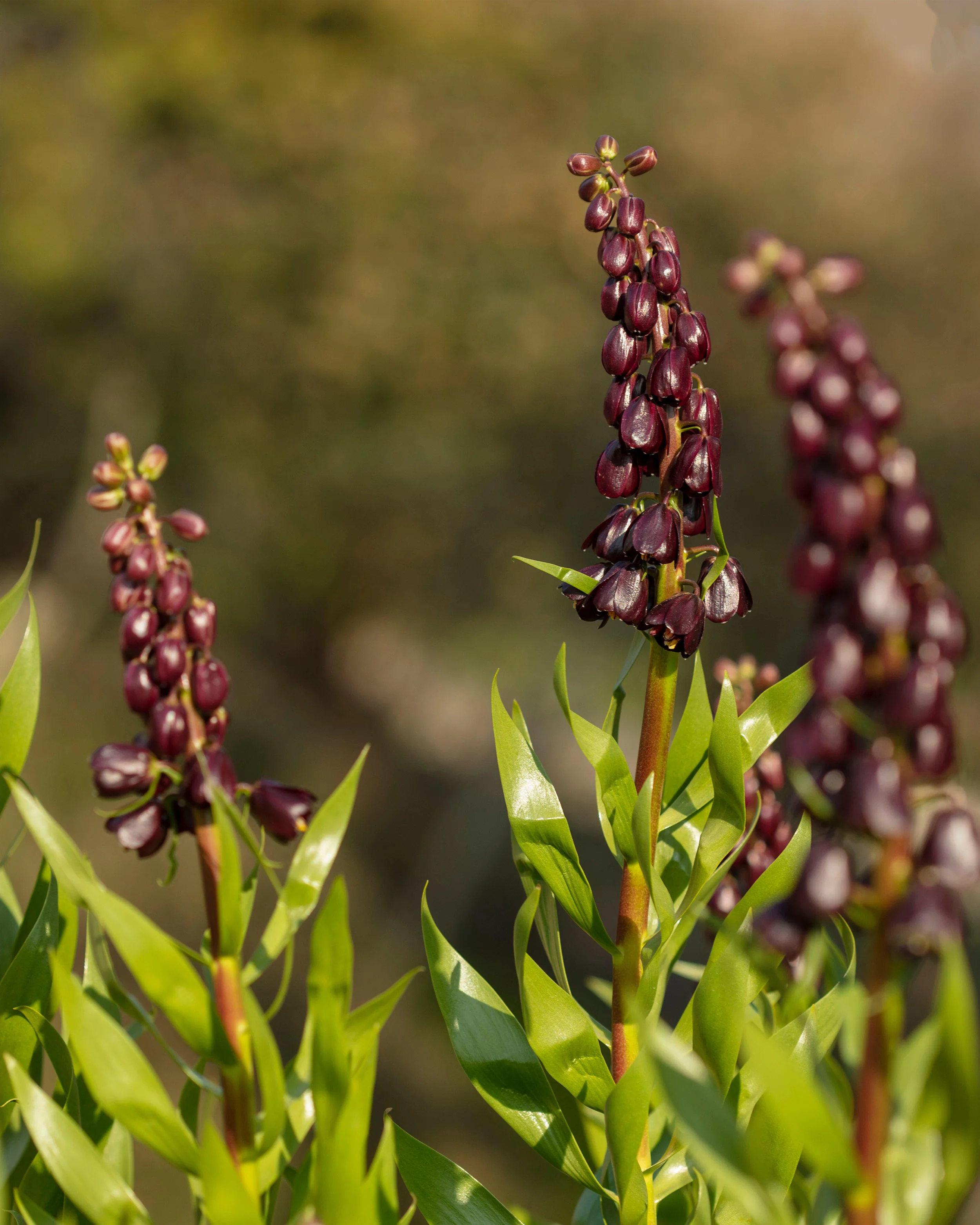 Fritillaria 'Purple Dynamite' - Image 2
