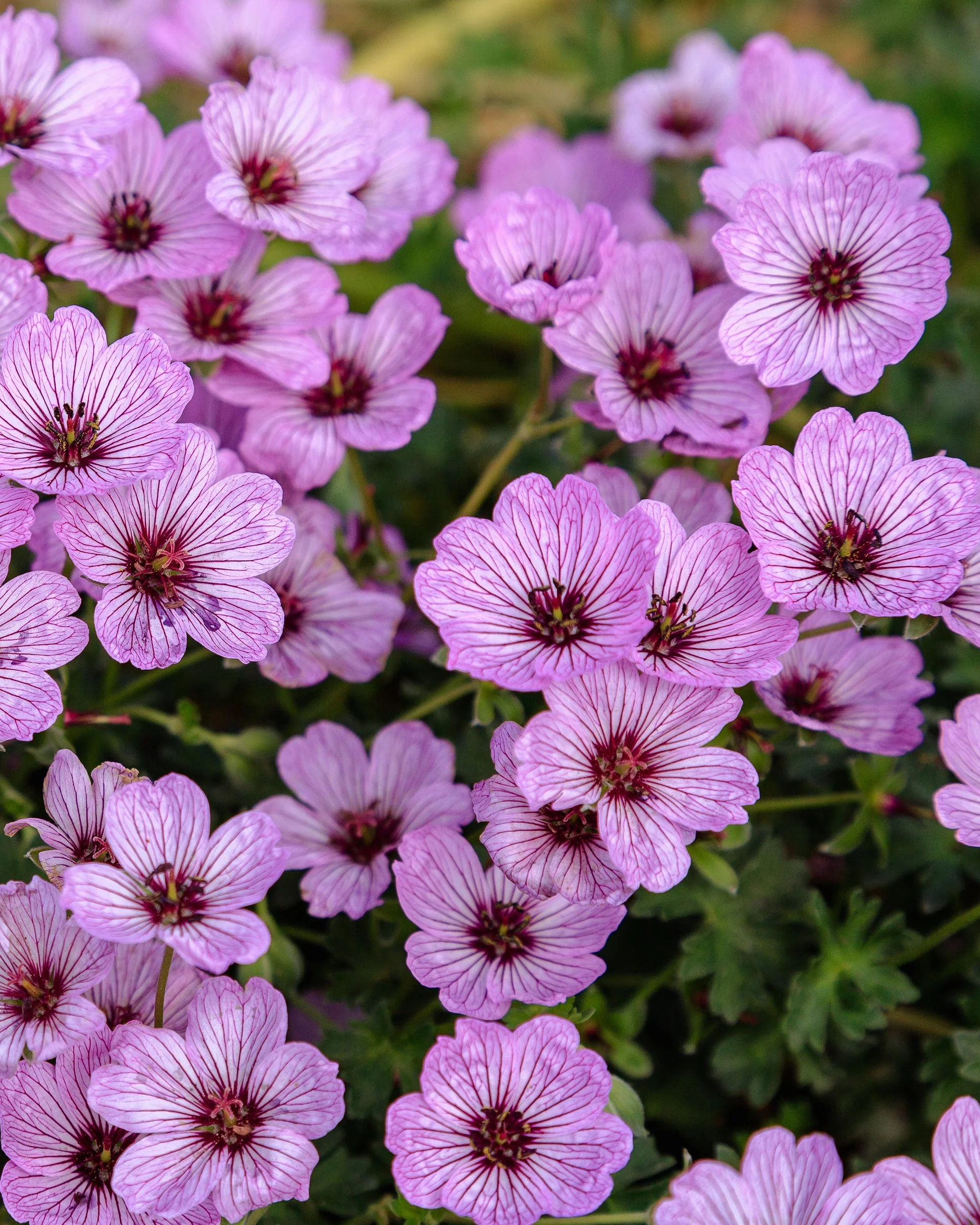 Geranium 'Ballerina'