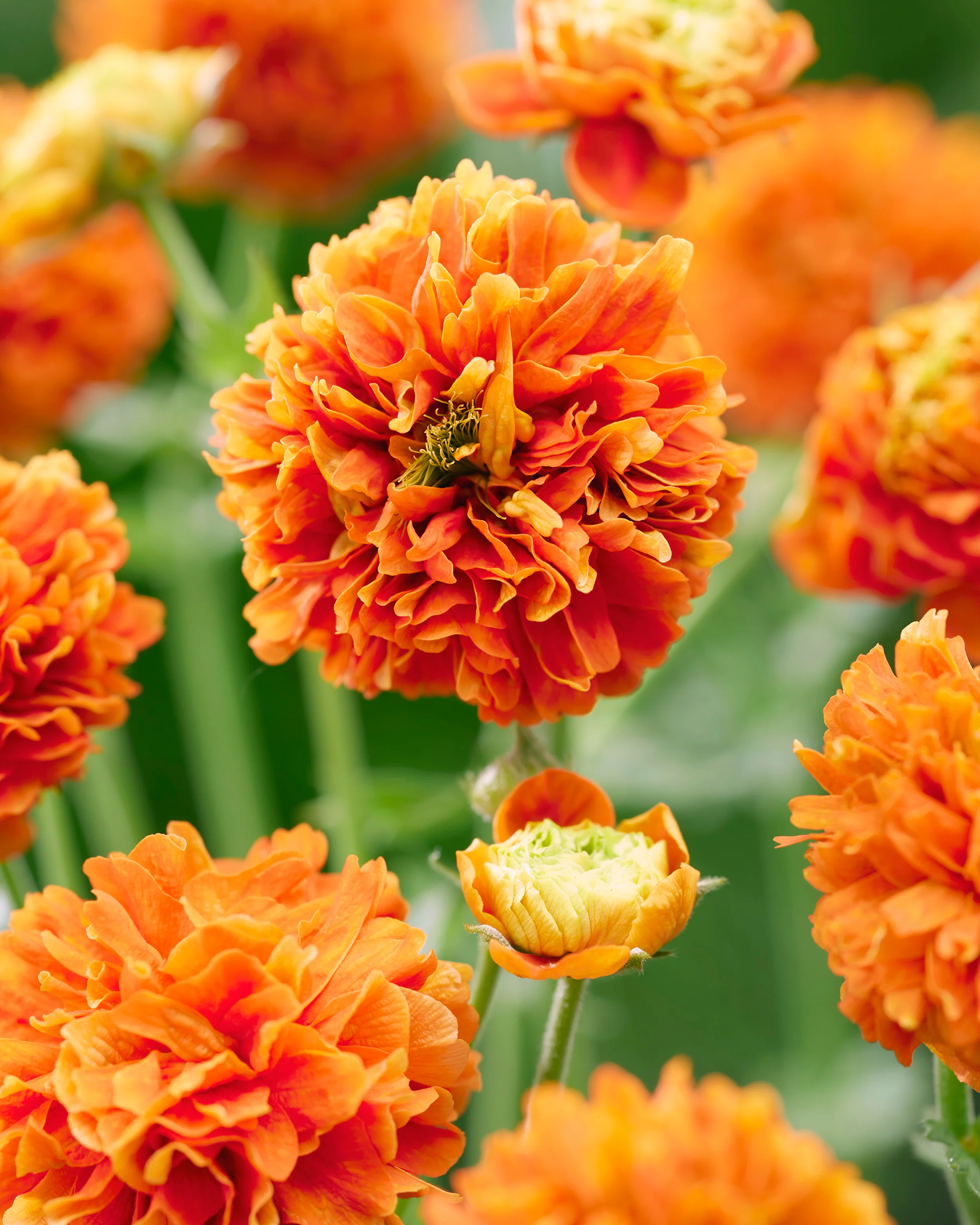 Geum 'Orange Pumpkin'