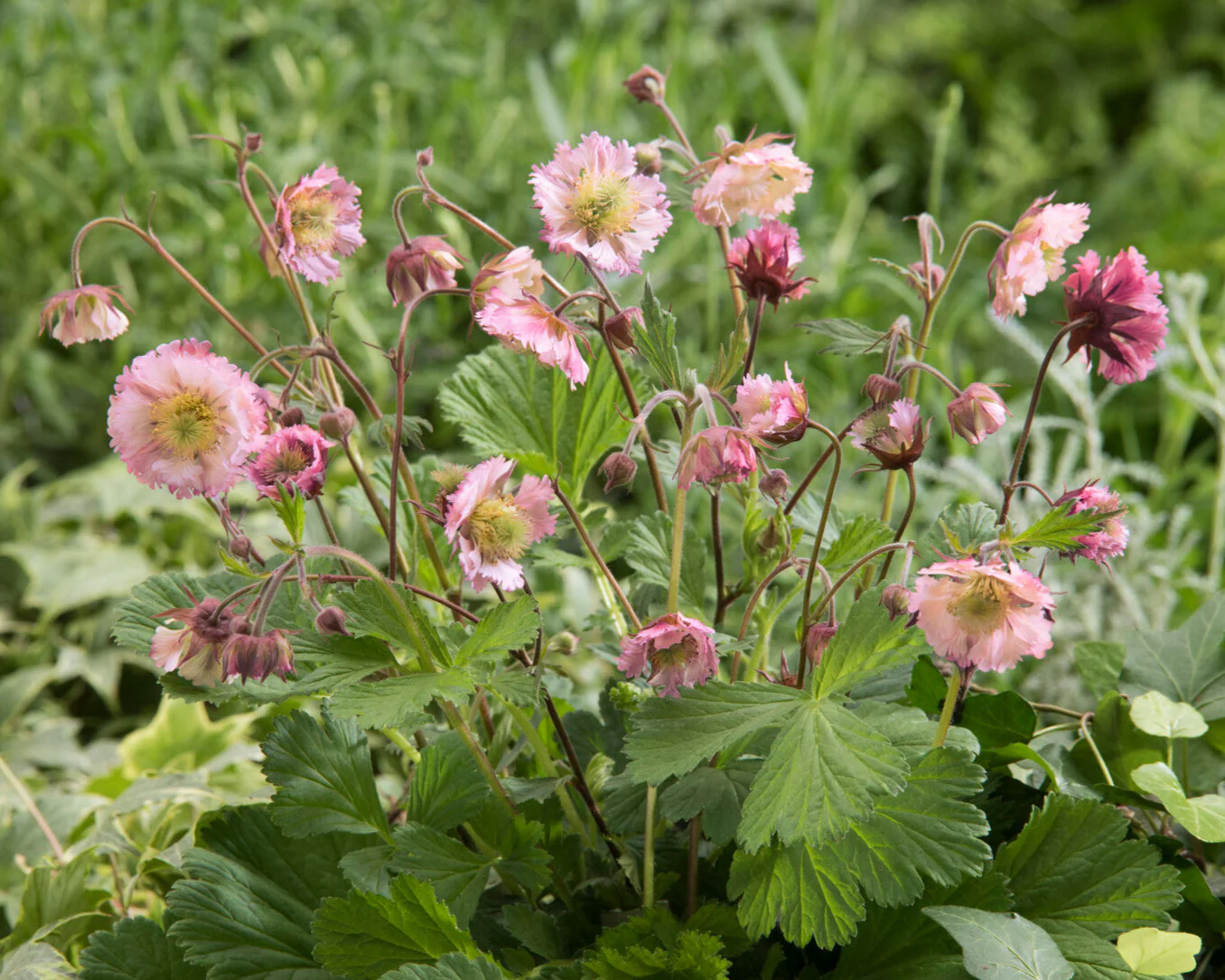 Geum 'Pink Fluffy' - Image 2