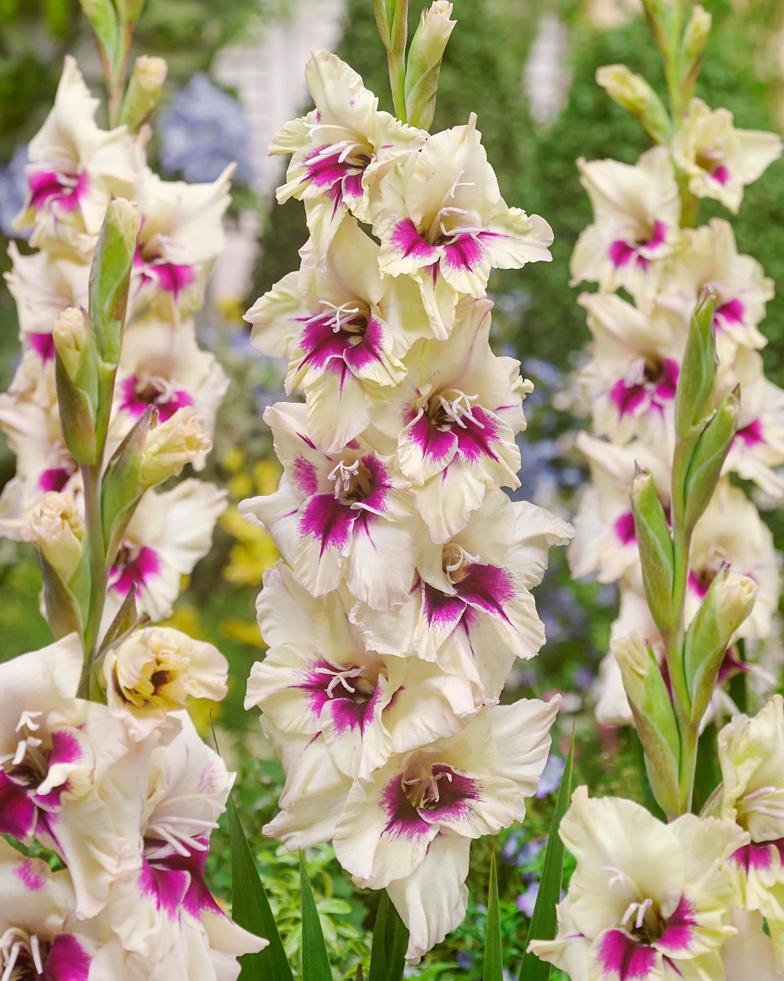 Gladiolus 'Amber Mistique'