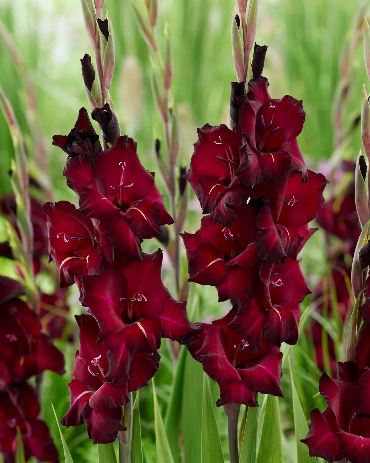 Gladiolus 'Black Surprise'