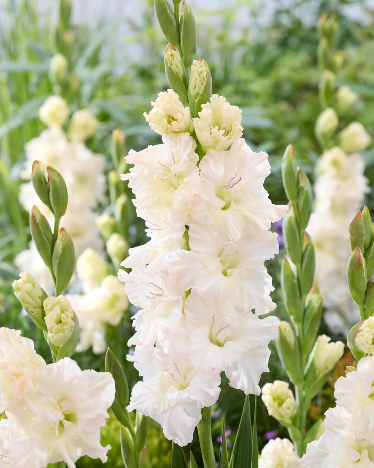 Gladiolus 'Ivory Perfection'
