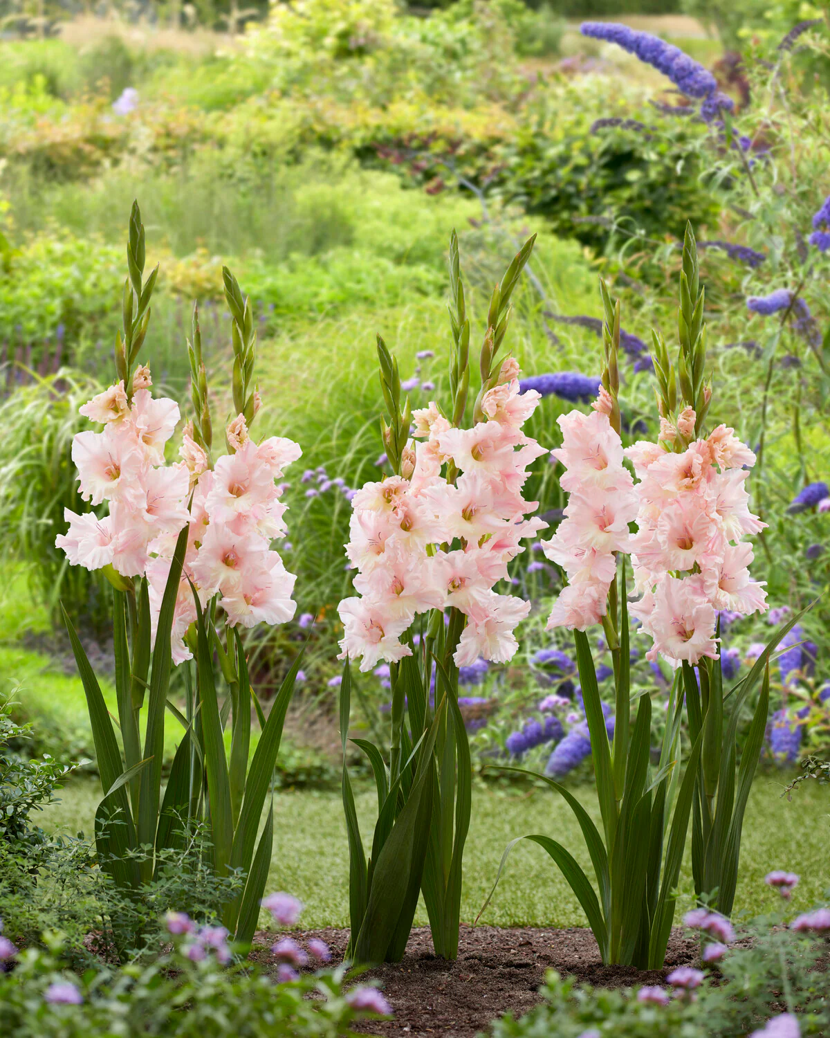 Gladiolus 'Pink Lightning' - Image 2