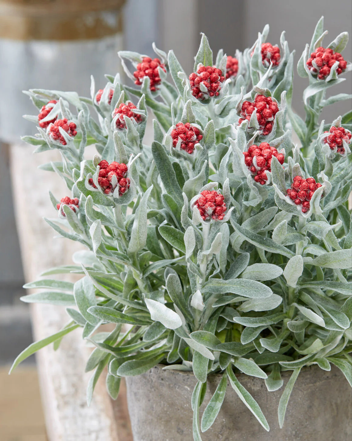 Helichrysum 'Red Jewel'