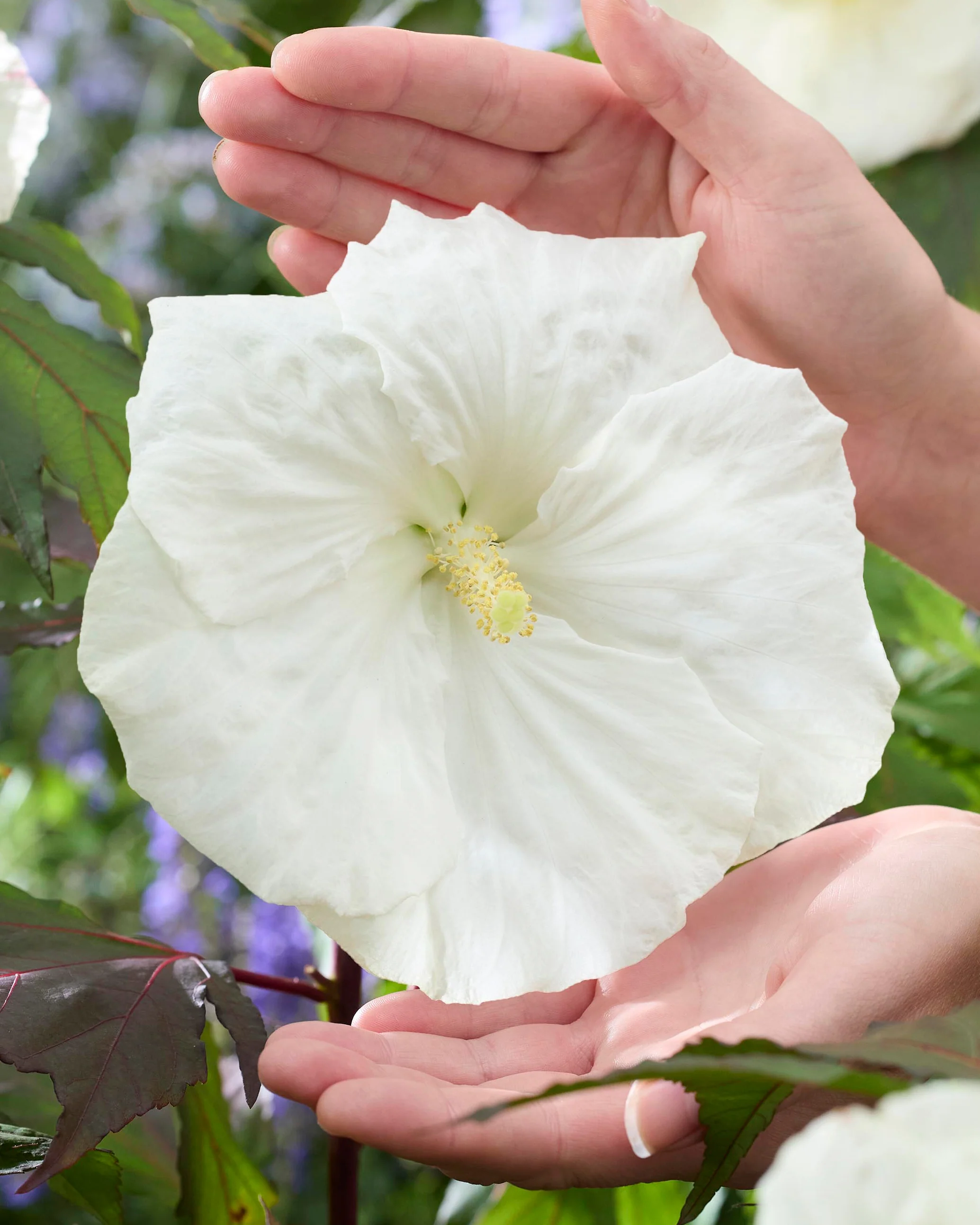 Hibiscus 'Carousel Ghost'