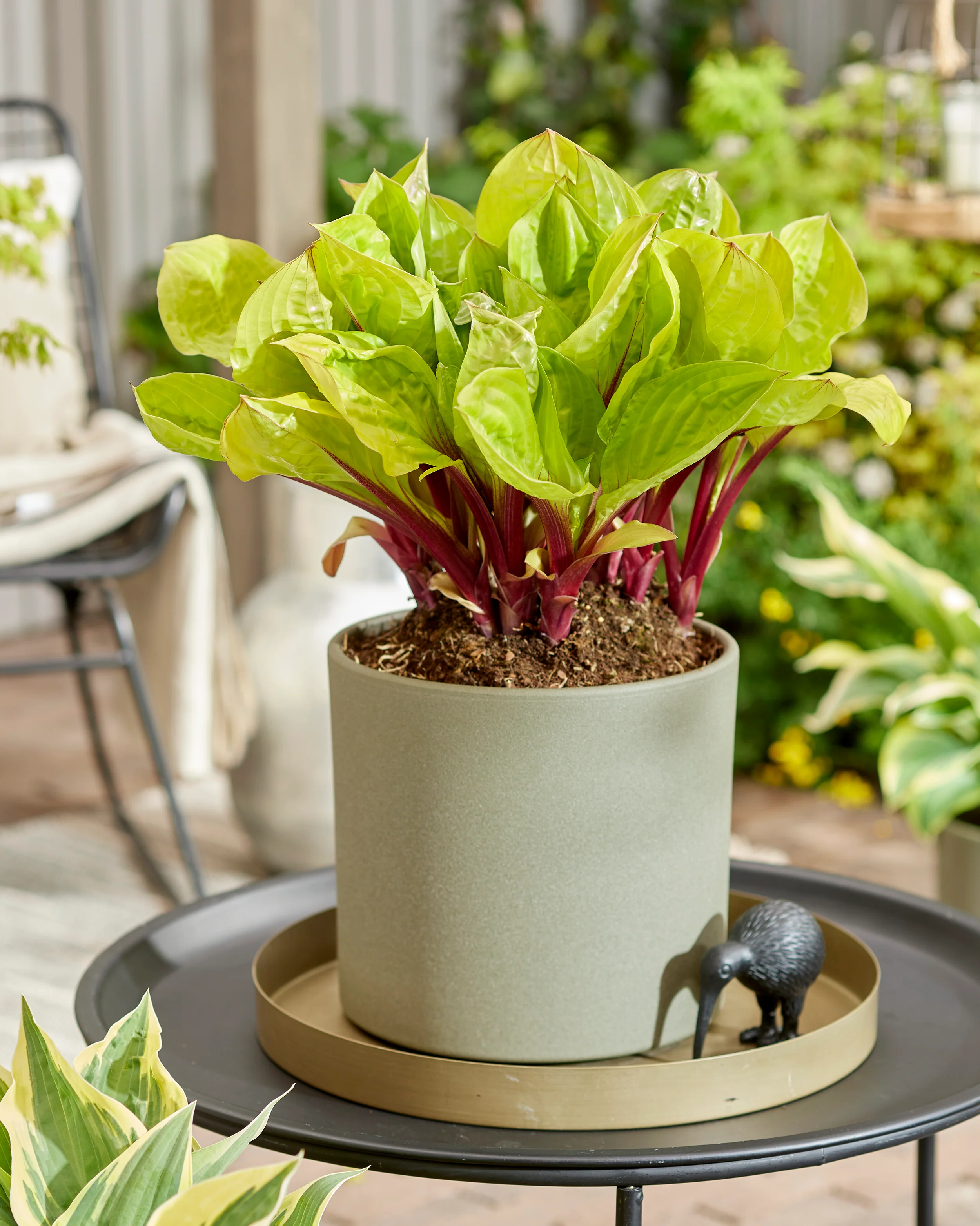 Hosta 'Lemon Snap'