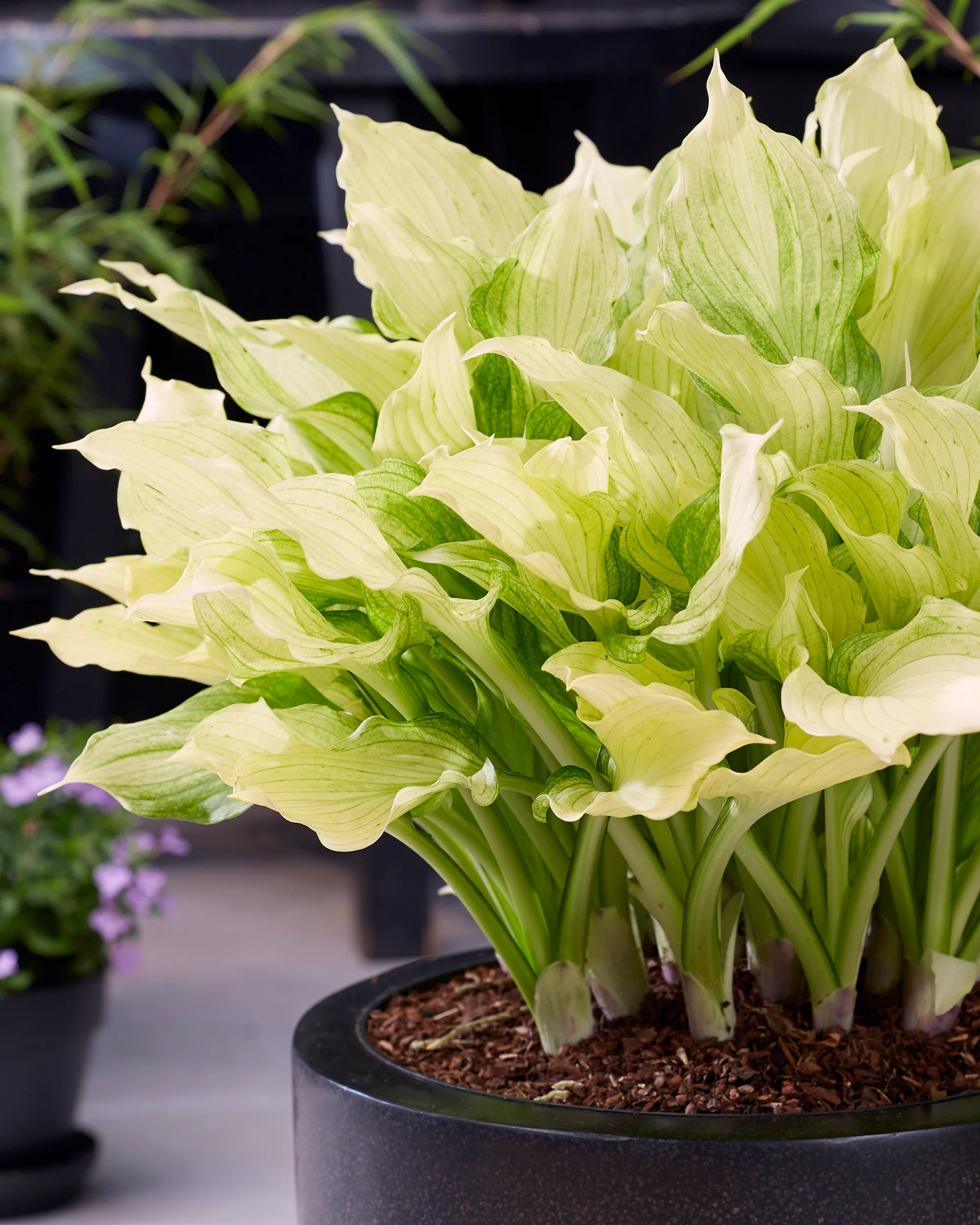 Hosta 'White Feather XXL'