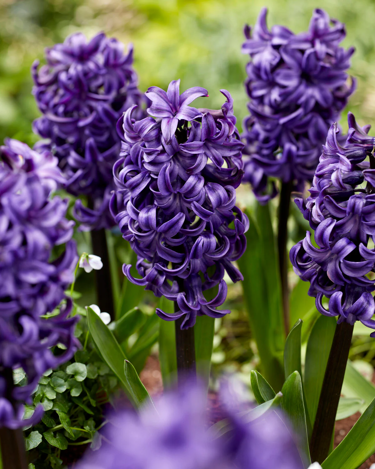 Hyacinth 'Ocean Delights'