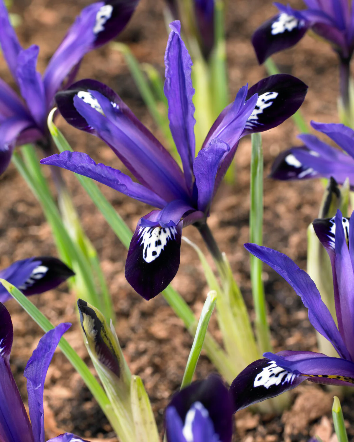 Iris 'Blue Note'