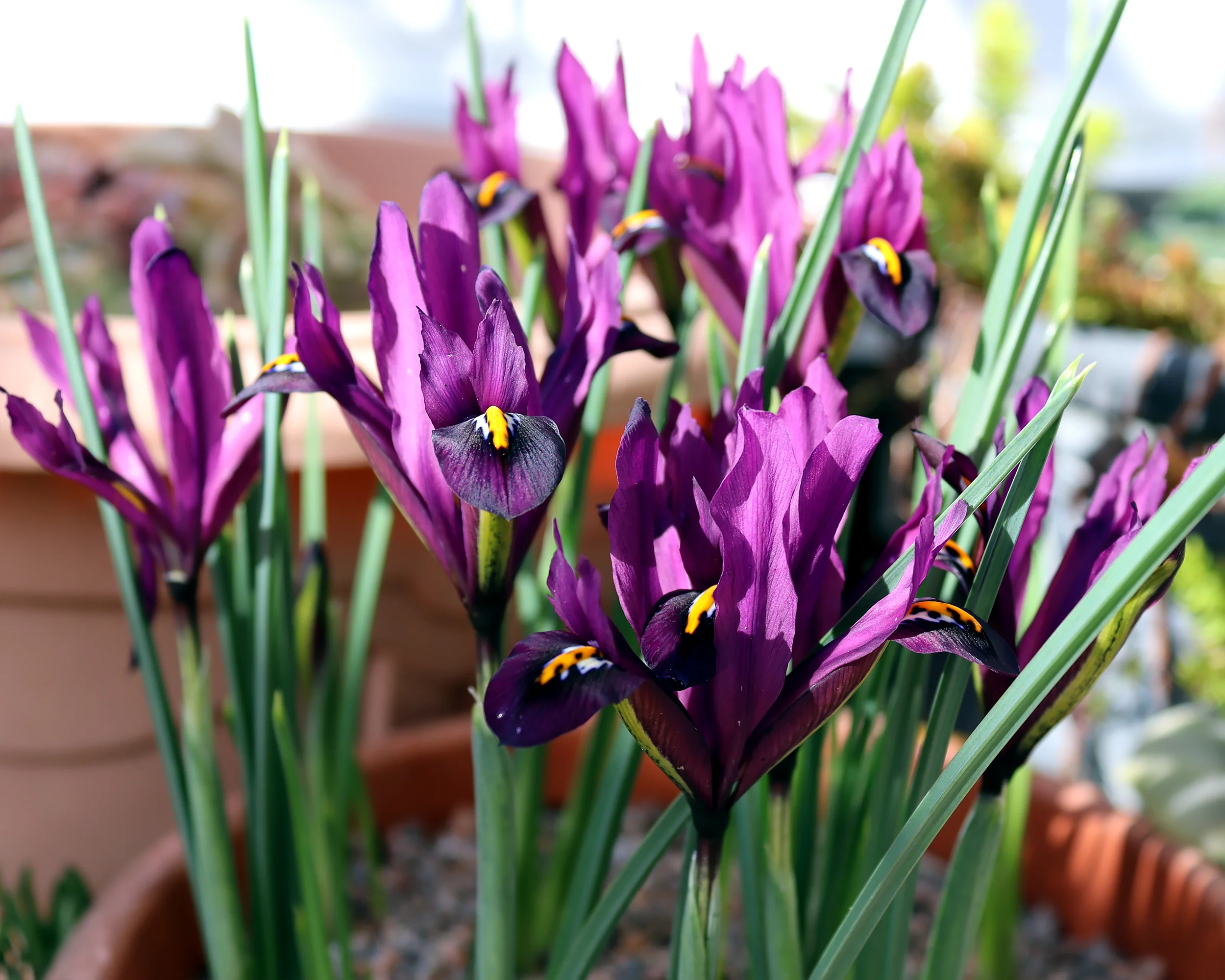 Iris 'George' - Image 2