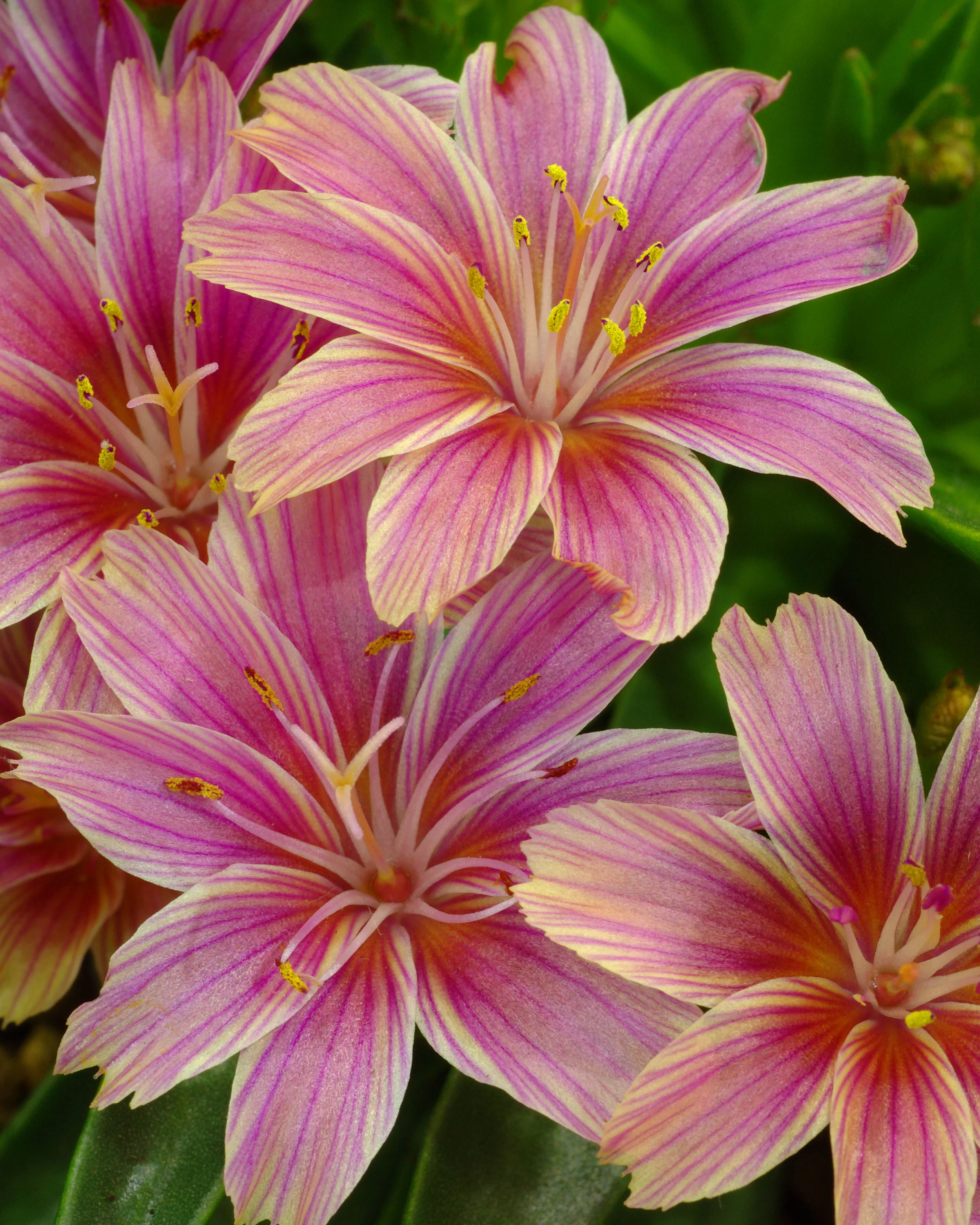 Lewisia 'Little Plum'